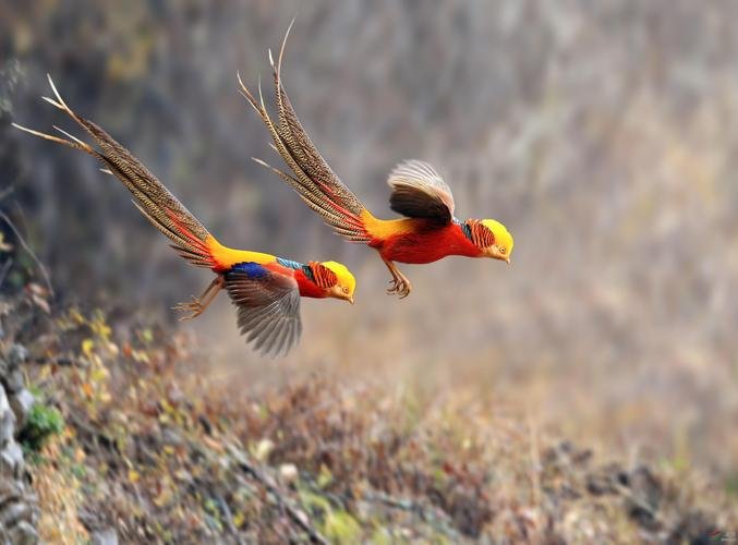 身无彩凤双飞翼是哪位诗人的诗句？