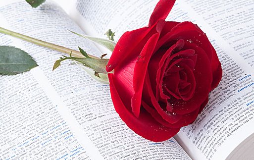 至爱是什么意思