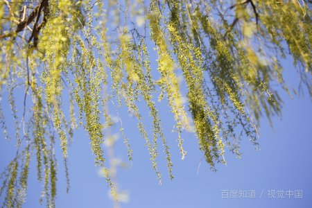 柳下惠是什么意思