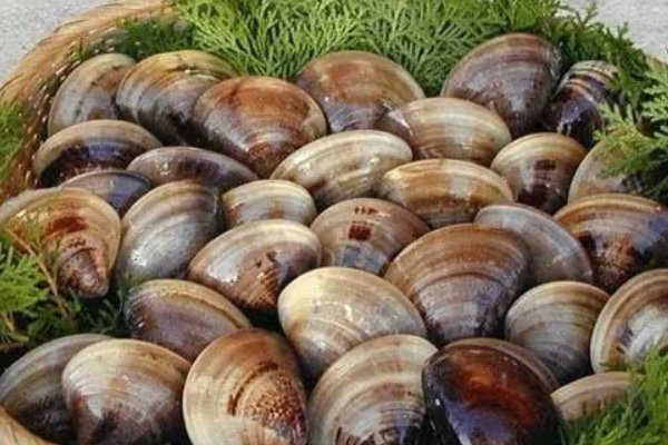 贝壳的种类及名称