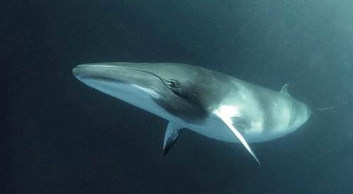 鲸鱼算是鱼类吗?
