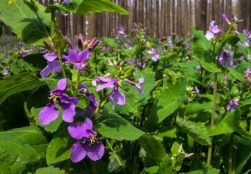 二月兰花什么时候种植？
