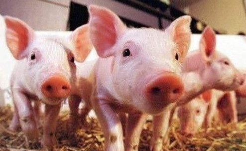 猪的寿命一般是多长?