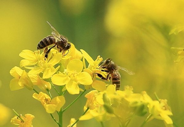 蜜蜂用英语怎么读？