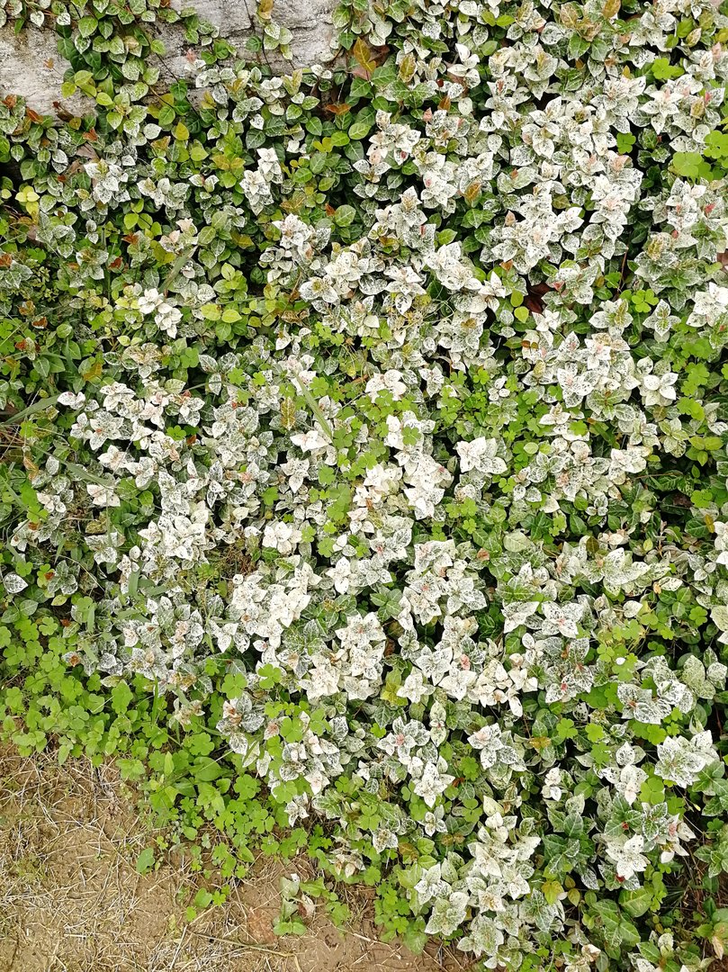 度娘是什么意思啊？