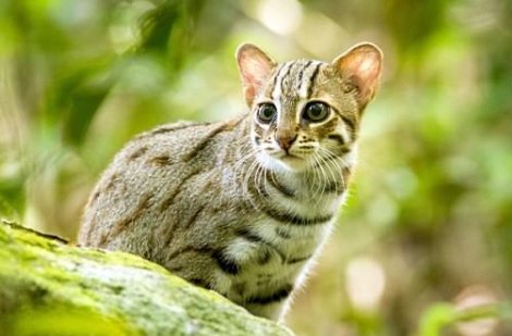 世界十大禁养的猫有哪些？