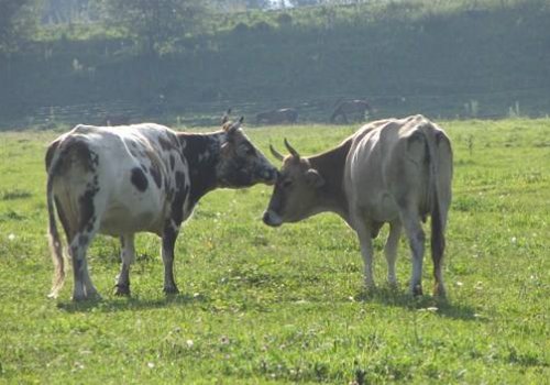 脑筋急转弯、一头公牛加一头母牛猜三个字?提示两头牛