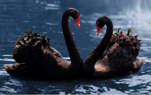 黑天鹅的寓意是什么?