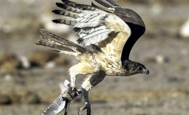 什么动物能战胜处必胜鸟?