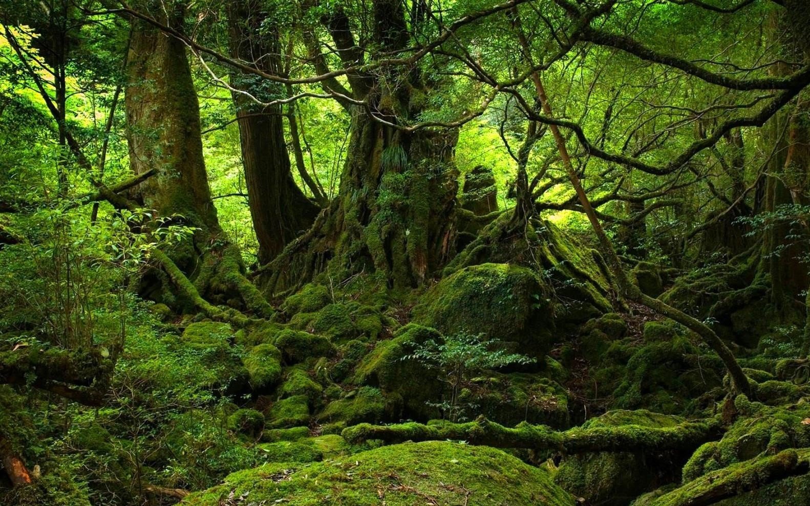 日本自杀森林已有六百多人来此自尽,为什么进去的人都会自杀死亡?