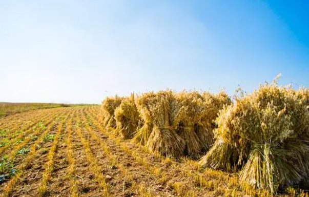 field是什么意思