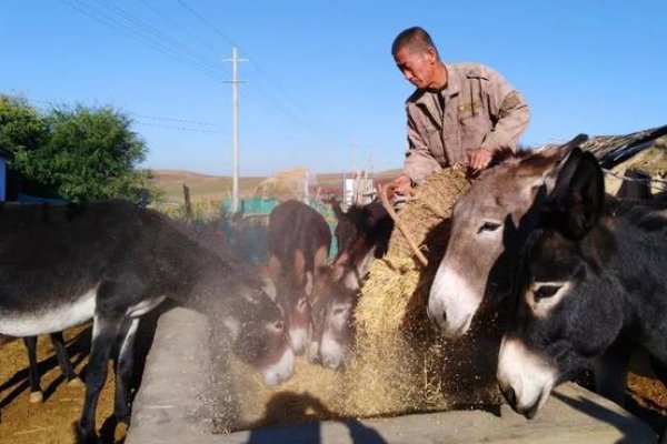 临沂一驴肉馆里逃出一头驴狂奔不止，这头驴给交通造成了哪些影响？