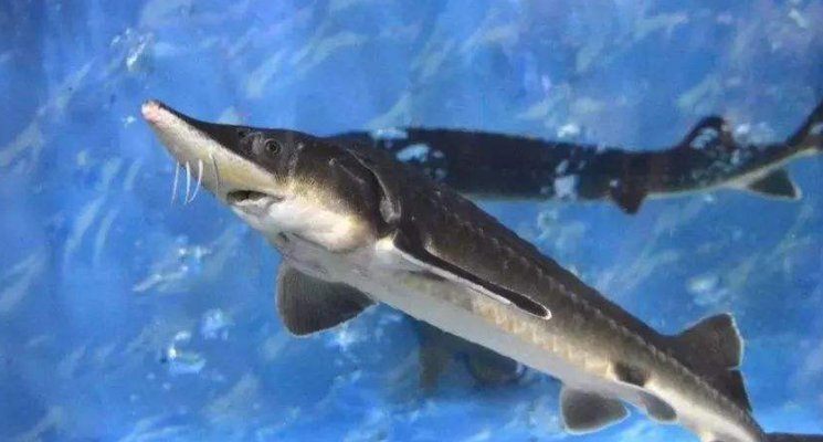 中国最有名的物产是什么呢？