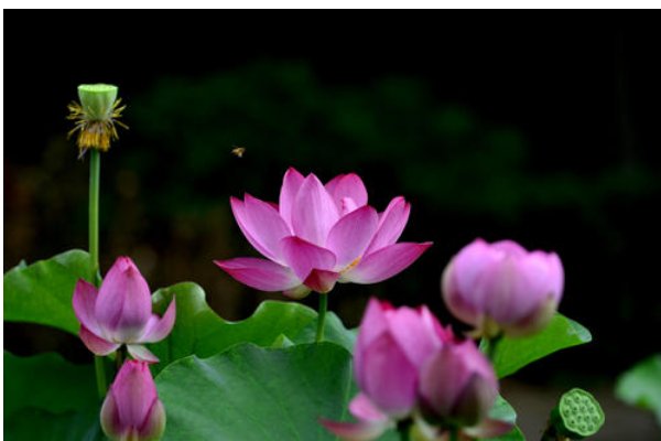 小荷才露尖尖角早有蜻蜓立上头全诗