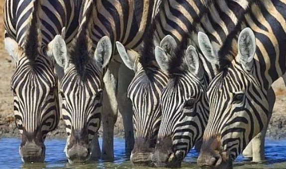 斑马独自在一个地方是不会睡觉的,它害怕孤独吗?