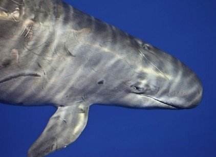 鲸鱼算是鱼类吗?