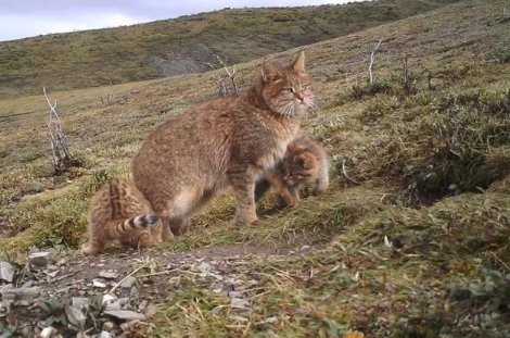 世界十大禁养的猫有哪些？