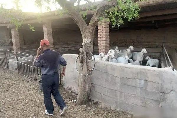 甘肃救人牧羊大叔发文，因为马拉松事件是否打乱了牧羊人的生活？