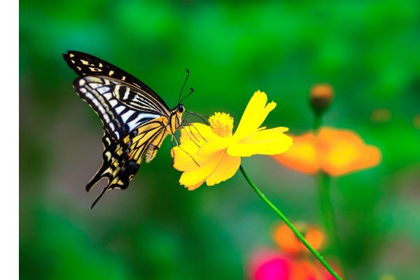 蝴蝶是益虫还是害虫？