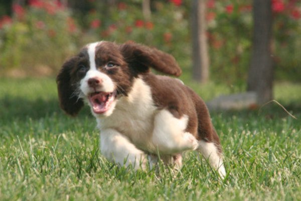 请问可卡和史宾格的区别