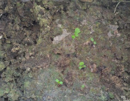 怎样在家里的阳台上种植草莓？