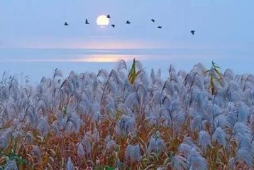 蒹葭苍苍，白露为霜。所谓伊人，在水一方。这是出自于哪里的诗？是什么意思？