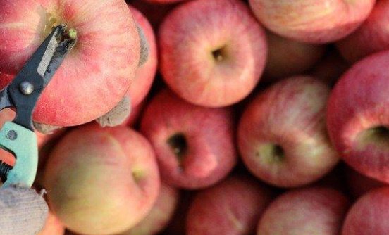 苹果价格大跌导致滞销,果农造成了什么多大的损失?