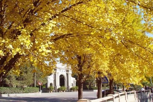 校霸逼迫9名女学生和他交往被捕,被害人心理的伤该如何修复?