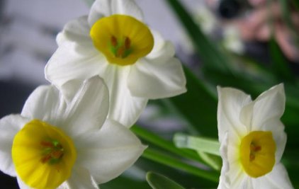 水仙花几点开放？