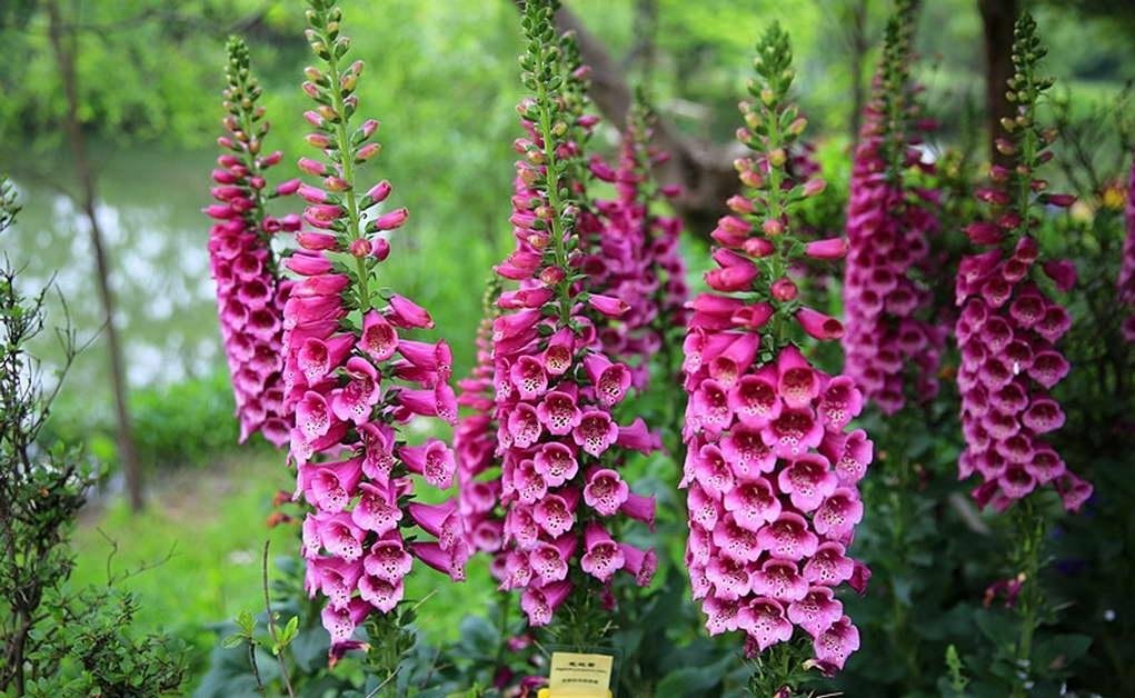 毛地黄是什么？