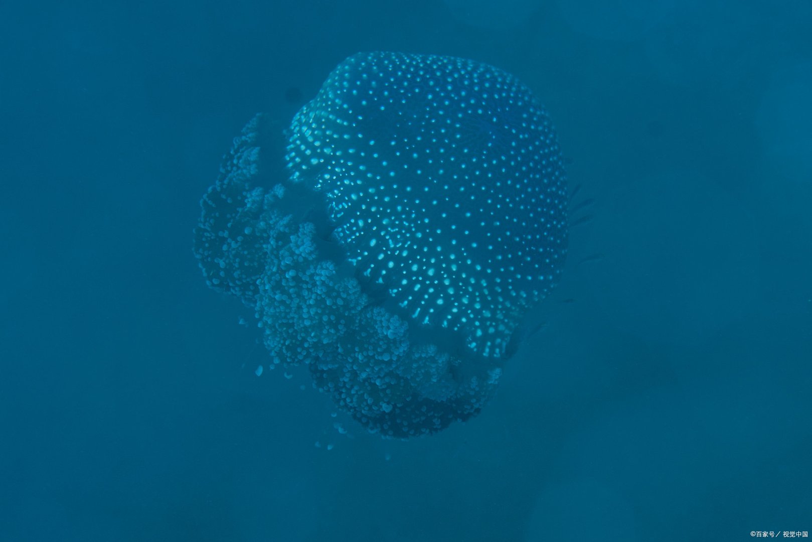 澳洲方水母是什么？它究竟有多毒？