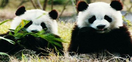 动物园里面有什么动物?