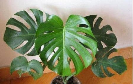 有净化空气作用的室内植物有什么?