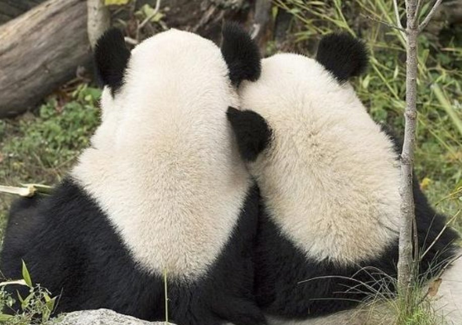 野生大熊猫数量是多少？