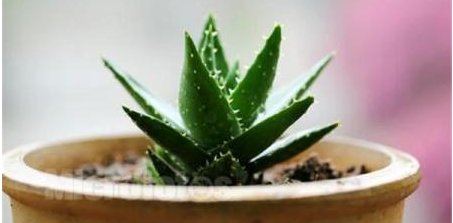 有净化空气作用的室内植物有什么?