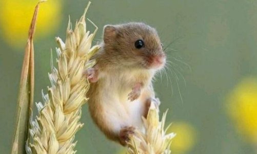 鼠有哪些种类？