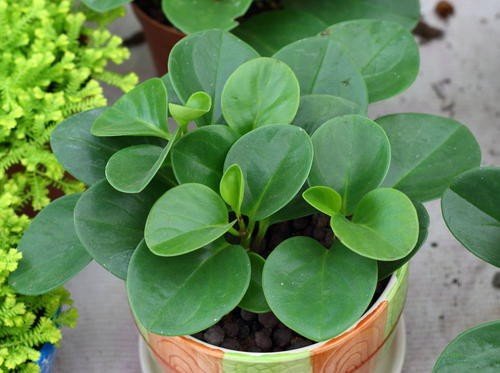 有净化空气作用的室内植物有什么?