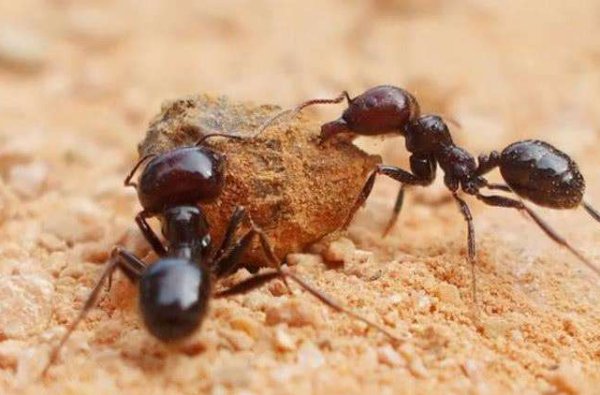 二年级急得像什么，怎么填词语?