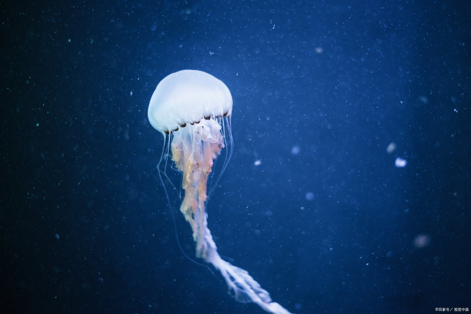 澳洲方水母是什么?它究竟有多毒?