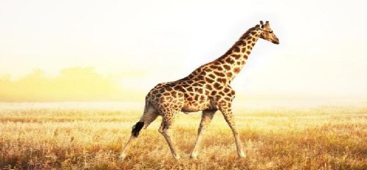 动物园里面有什么动物?