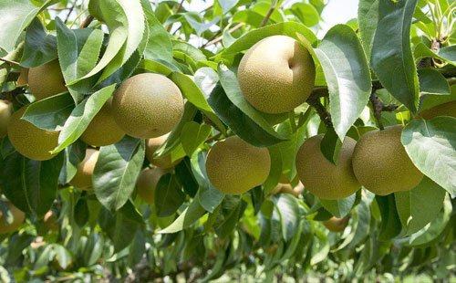 八月种植梨树,该怎么管理好?