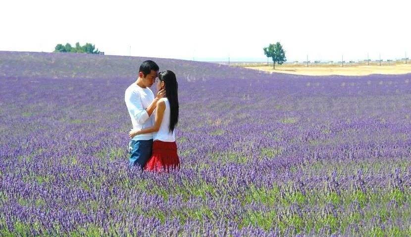 跪求《又见一帘幽梦》里的一张剧照，紫菱和费云帆在薰衣草花海里接吻的那张