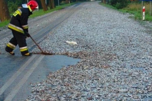 天上莫名其妙开始下鱼雨，大街上都是鱼，这究竟是怎么回事？