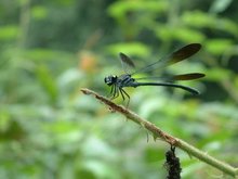 昆虫有哪些有哪些？