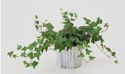 有净化空气作用的室内植物有什么?