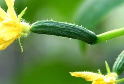 降血脂最有效5种食物是什么?