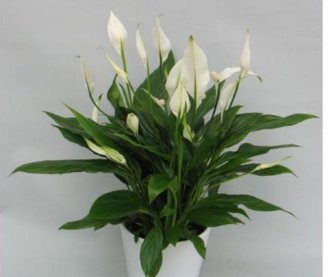 有净化空气作用的室内植物有什么?