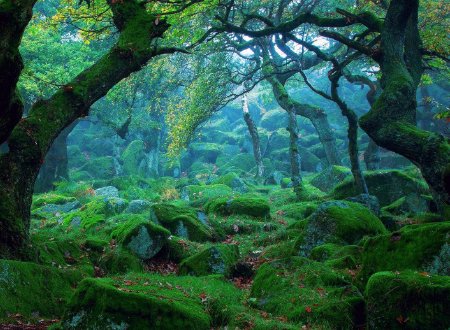 树林的深处写一段话？