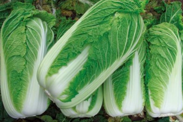 韩国一名大妈吐槽白菜比中国贵10倍,韩国的白菜为何这么贵?