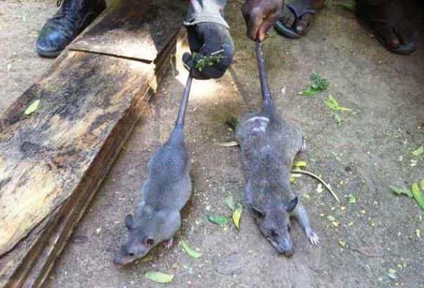 梦见老鼠是什么意思?